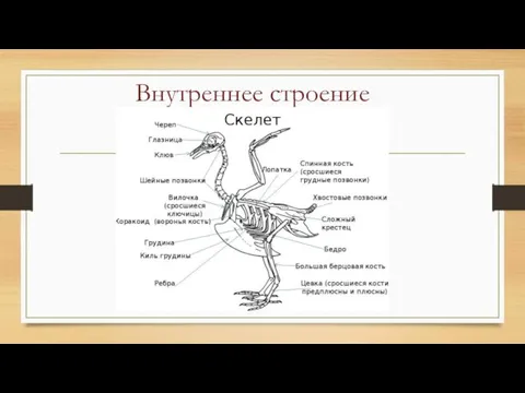 Внутреннее строение