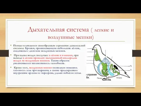 Дыхательная система ( легкие и воздушные мешки) Птицы отличаются своеобразным строением дыхательной