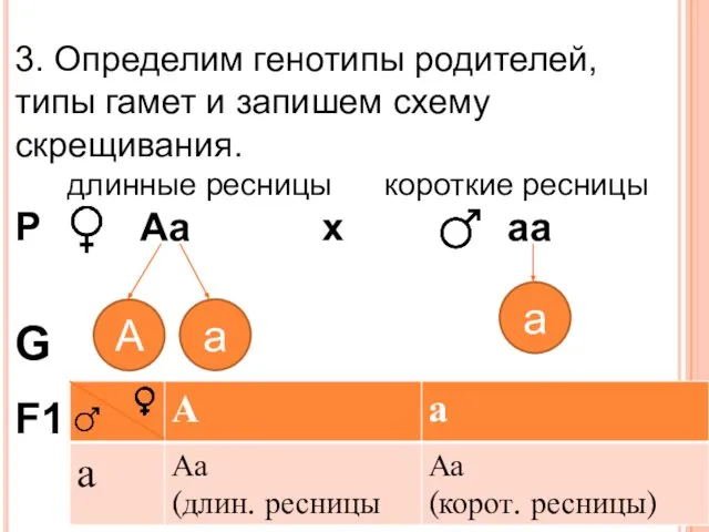 3. Определим генотипы родителей, типы гамет и запишем схему скрещивания. длинные ресницы