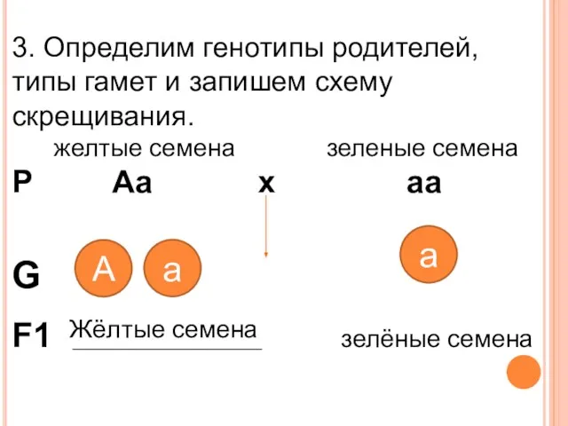 3. Определим генотипы родителей, типы гамет и запишем схему скрещивания. желтые семена