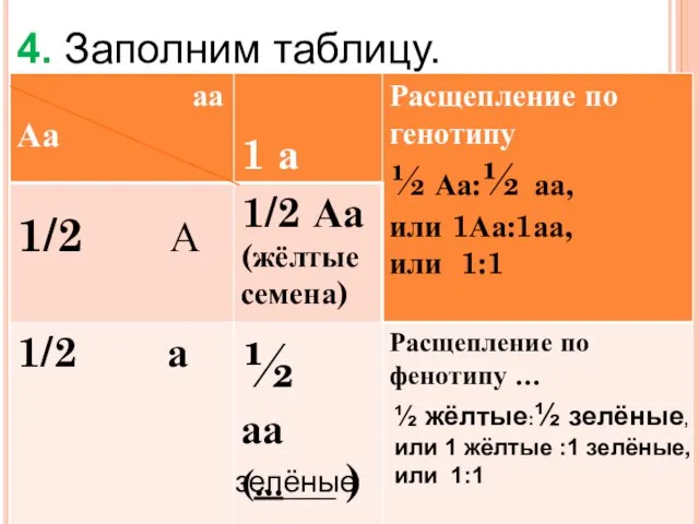 4. Заполним таблицу. ½ жёлтые:½ зелёные, или 1 жёлтые :1 зелёные, или 1:1 зелёные