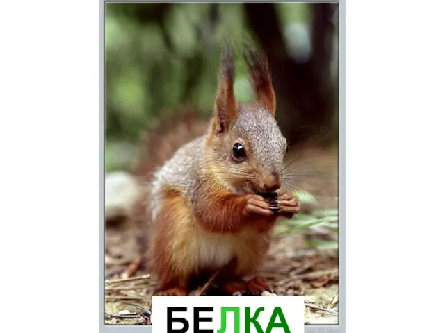 БЕЛКА