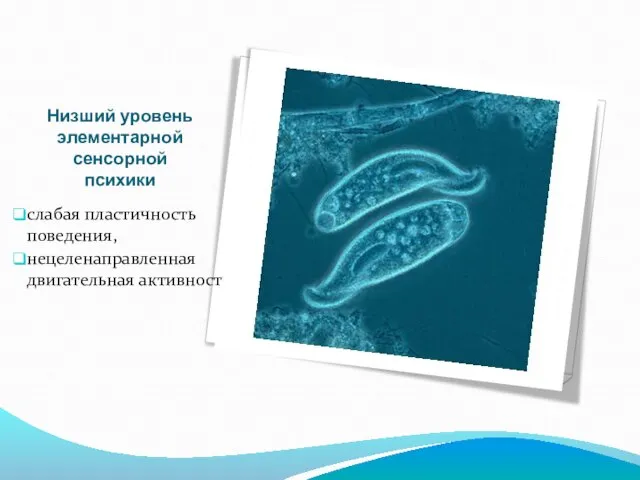 Низший уровень элементарной сенсорной психики слабая пластичность поведения, нецеленаправленная двигательная активность