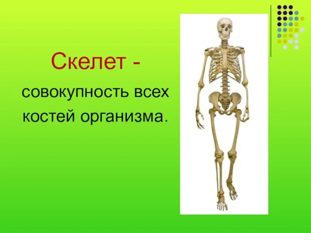 Скелет - совокупность всех костей организма.