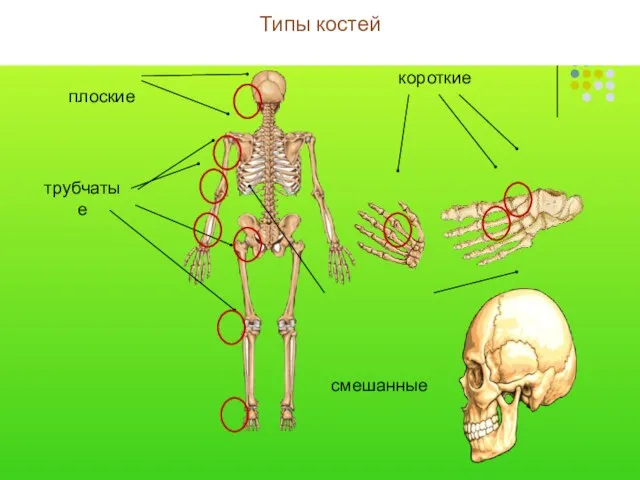 Типы костей короткие смешанные трубчатые плоские