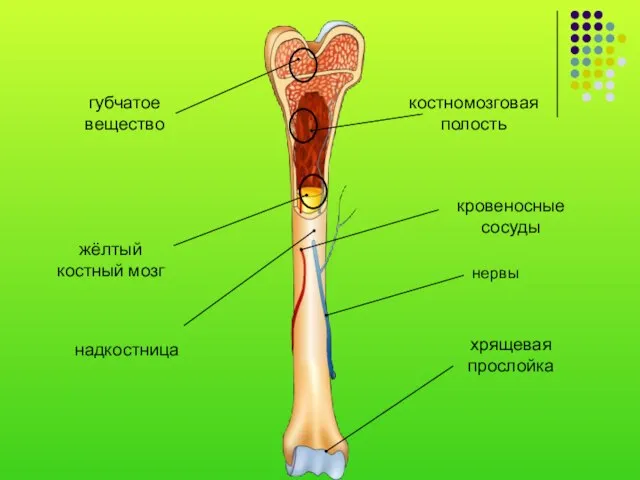 надкостница кровеносные сосуды хрящевая прослойка губчатое вещество костномозговая полость жёлтый костный мозг нервы