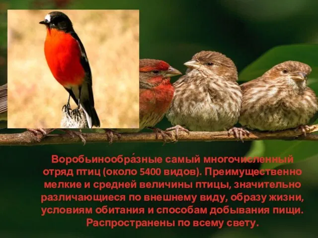 Воробьинообра́зные самый многочисленный отряд птиц (около 5400 видов). Преимущественно мелкие и средней