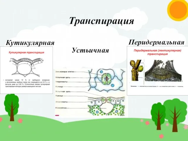 Транспирация Кутикулярная Устьичная Перидермальная