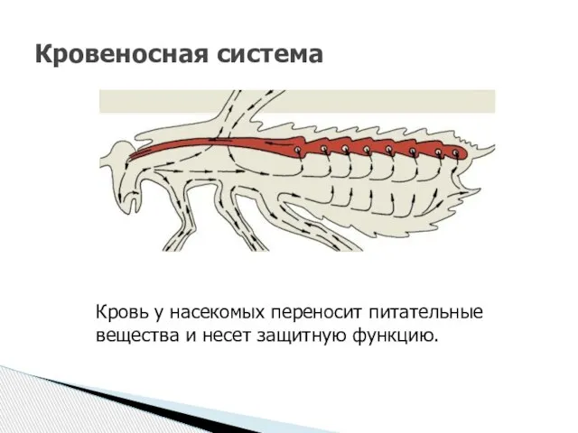 Кровеносная система Кровь у насекомых переносит питательные вещества и несет защитную функцию.