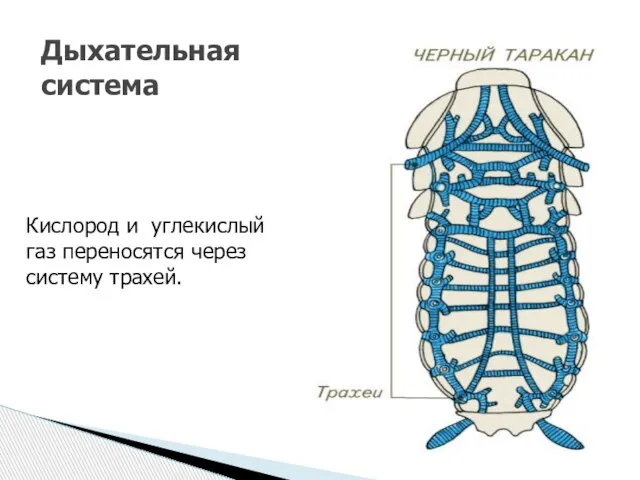 Дыхательная система Кислород и углекислый газ переносятся через систему трахей.