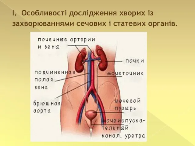 І. Особливості дослідження хворих із захворюваннями сечових і статевих органів.