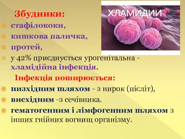 Збудники: стафілококи, кишкова паличка, протей, у 42% приєднується урогенітальна - хламідійна інфекція.