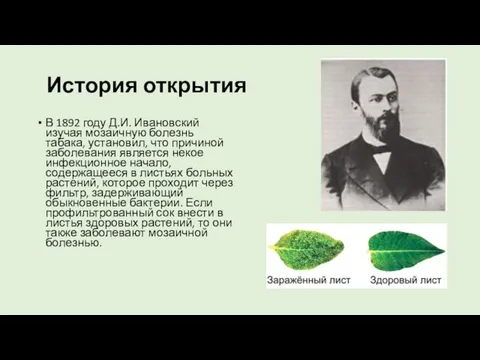 История открытия В 1892 году Д.И. Ивановский изучая мозаичную болезнь табака, установил,