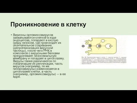 Проникновение в клетку Вирионы ортомиксовирусов захватываются клеткой в ходе эндоцитоза, попадают в