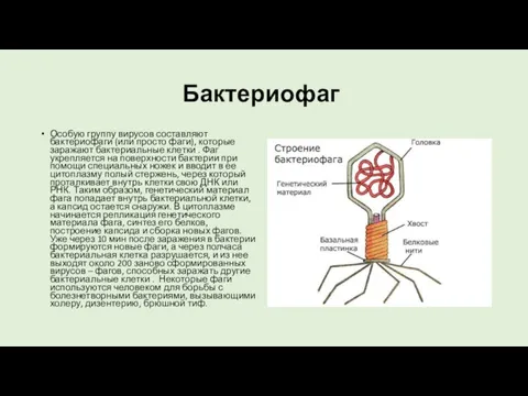 Бактериофаг Особую группу вирусов составляют бактериофаги (или просто фаги), которые заражают бактериальные