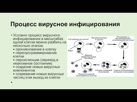 Процесс вирусное инфицирования Условно процесс вирусного инфицирования в масштабах одной клетки можно