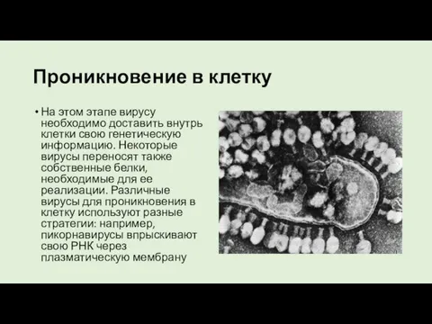 Проникновение в клетку На этом этапе вирусу необходимо доставить внутрь клетки свою