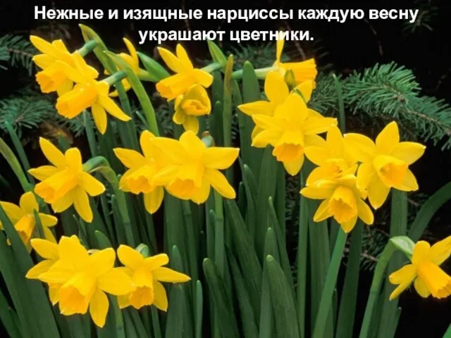 Нежные и изящные нарциссы каждую весну украшают цветники.