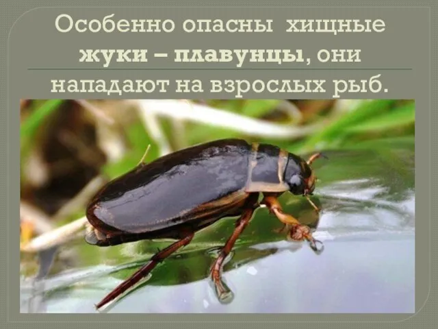 Особенно опасны хищные жуки – плавунцы, они нападают на взрослых рыб.