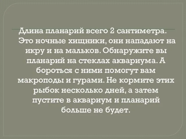 Длина планарий всего 2 сантиметра. Это ночные хищники, они нападают на икру