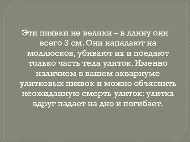 Эти пиявки не велики – в длину они всего 3 см. Они