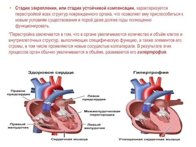 Стадия закрепления, или стадия устойчивой компенсации, характеризуется перестройкой всех структур поврежденного органа,