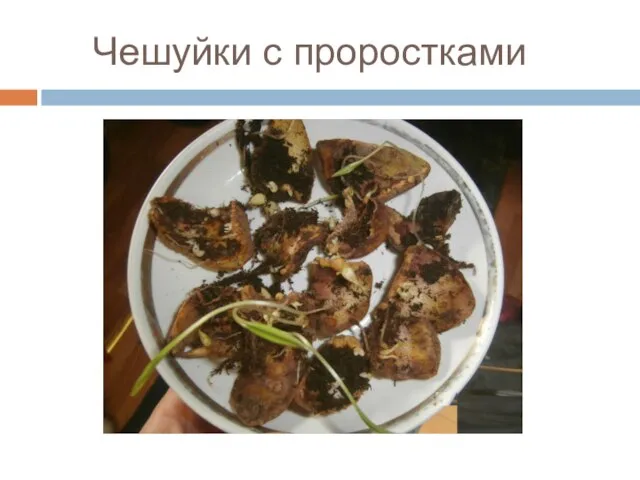 Чешуйки с проростками