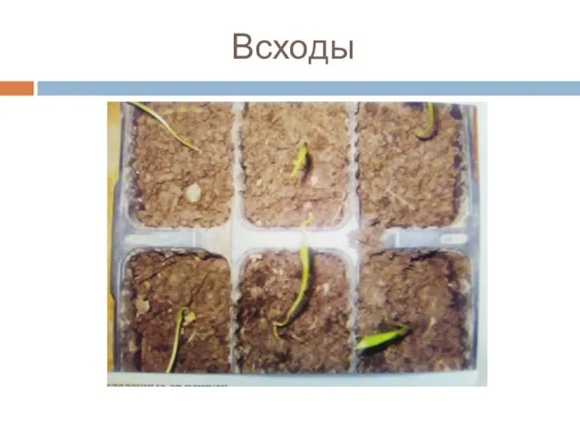 Всходы