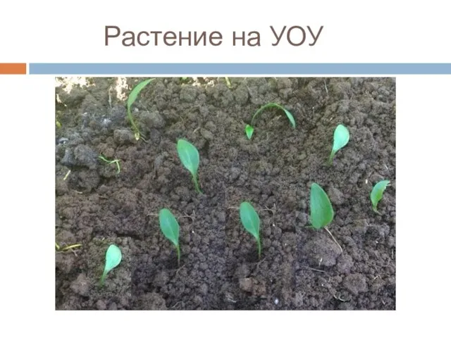 Растение на УОУ