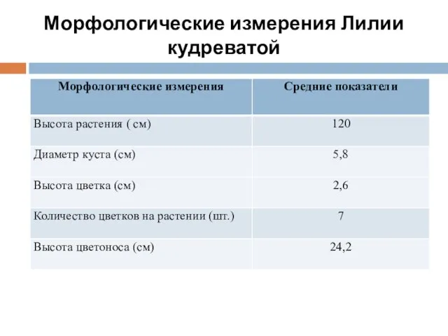 Морфологические измерения Лилии кудреватой