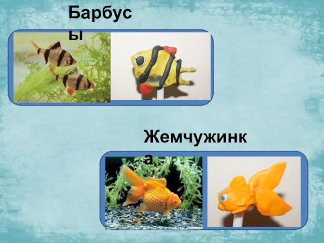 Барбусы Жемчужинка