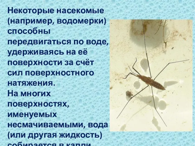 Некоторые насекомые (например, водомерки) способны передвигаться по воде, удерживаясь на её поверхности