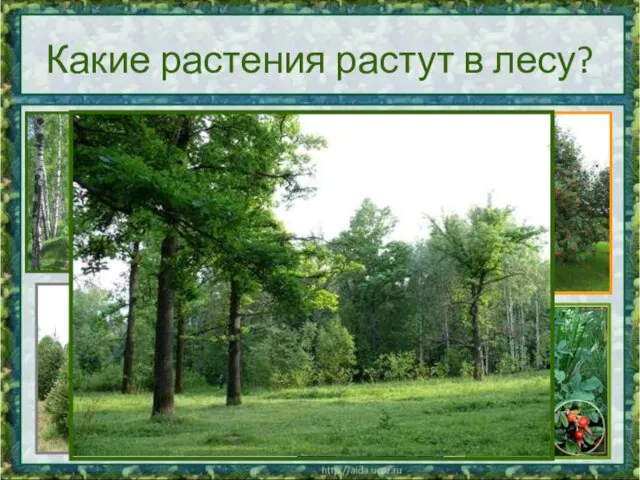 Какие растения растут в лесу?