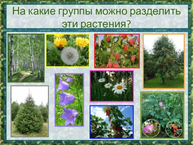 На какие группы можно разделить эти растения?