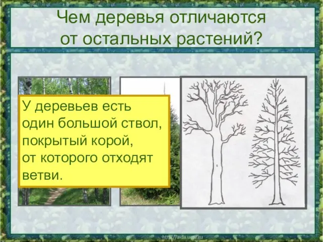 Чем деревья отличаются от остальных растений? У деревьев есть один большой ствол,