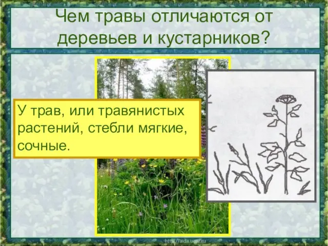 Чем травы отличаются от деревьев и кустарников? У трав, или травянистых растений, стебли мягкие, сочные.