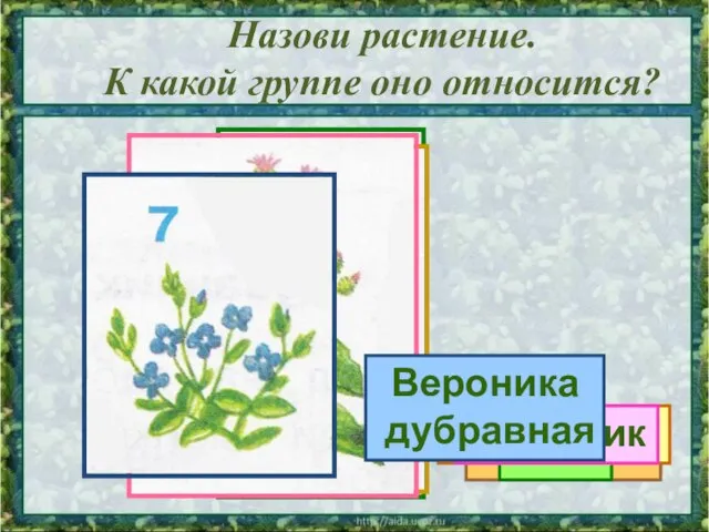 Назови растение. К какой группе оно относится? Сосна Калина Орешник Клён Одуванчик Репейник Вероника дубравная