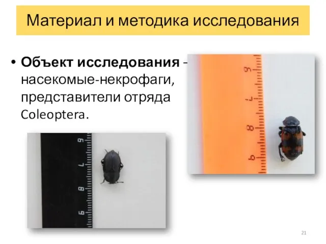 Объект исследования – насекомые-некрофаги, представители отряда Coleoptera. Материал и методика исследования