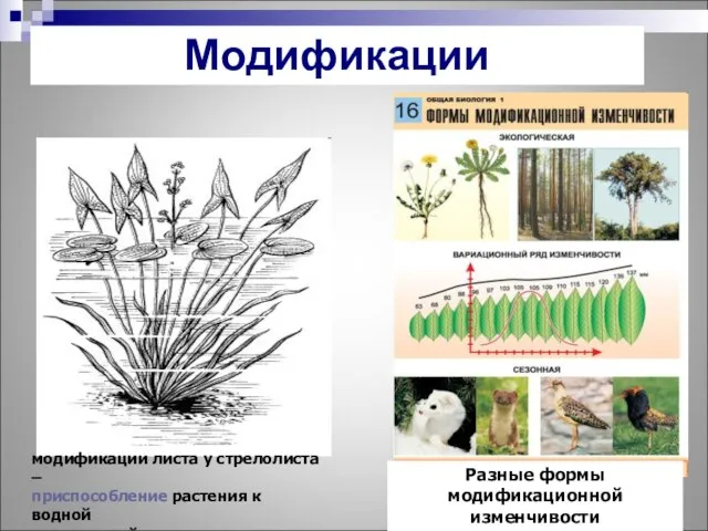 модификации листа у стрелолиста – приспособление растения к водной и воздушной среде