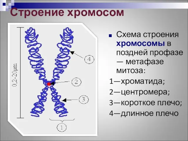 Строение хромосом Схема строения хромосомы в поздней профазе — метафазе митоза: 1—хроматида;
