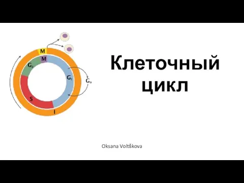Клеточный цикл Oksana Voltškova