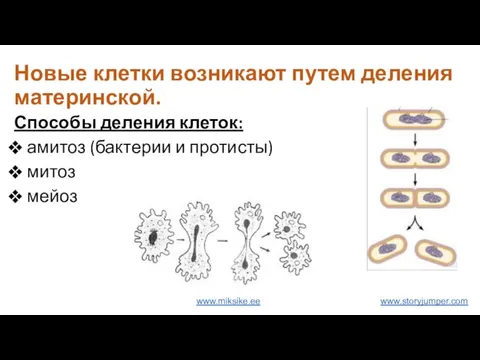 Новые клетки возникают путем деления материнской. Способы деления клеток: амитоз (бактерии и