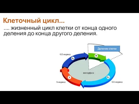 Клеточный цикл... .... жизненный цикл клетки от конца одного деления до конца другого деления. Деление клетки