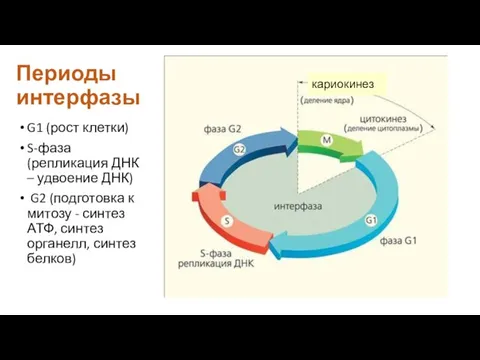Периоды интерфазы G1 (рост клетки) S-фаза (репликация ДНК – удвоение ДНК) G2