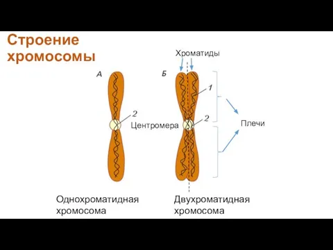 Строение хромосомы Однохроматидная хромосома Двухроматидная хромосома Центромера Плечи Хроматиды