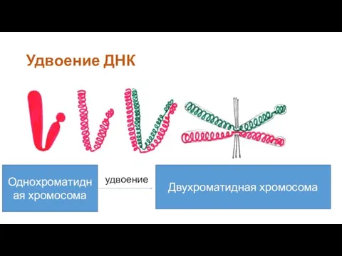 Удвоение ДНК Однохроматидная хромосома Двухроматидная хромосома удвоение
