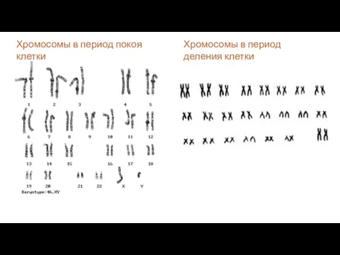 Хромосомы в период деления клетки Хромосомы в период покоя клетки