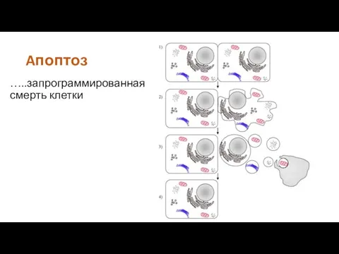 Aпоптоз …..запрограммированная смерть клетки