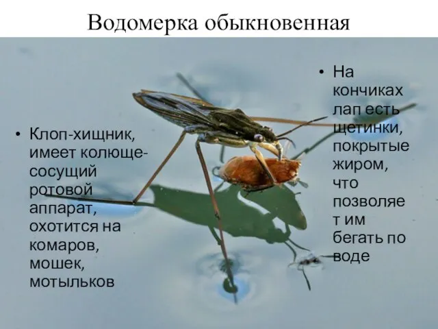 Водомерка обыкновенная Клоп-хищник, имеет колюще-сосущий ротовой аппарат, охотится на комаров, мошек, мотыльков