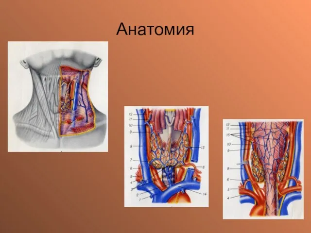 Анатомия